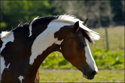 De quelle robe est ce cheval