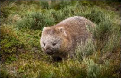 Quel est le nom de cet animal australien ?