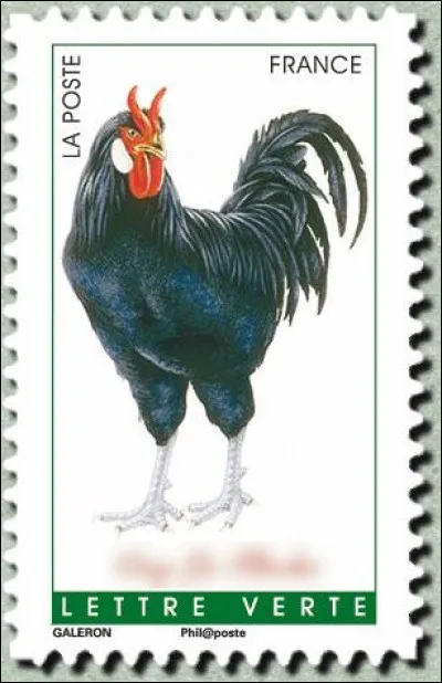 Tiens, on dirait le coq de ...