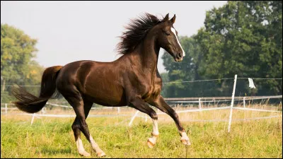 Les chevaux sont herbivores.