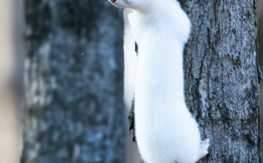 Quiz Animaux