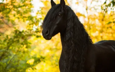 Quiz Chevaux