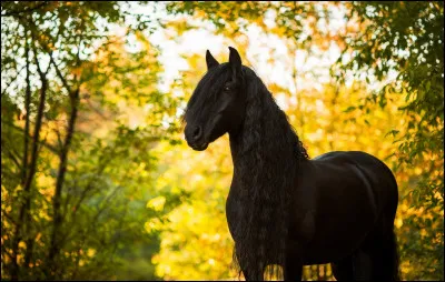 De quelle robe est ce cheval ?