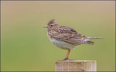 Quel est cet oiseau ?