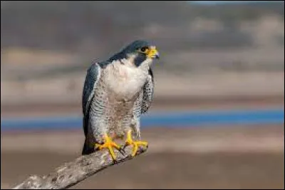 Quel est le nom de cette espèce d'oiseaux ?