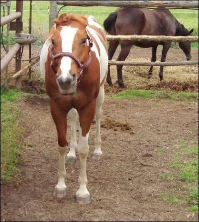 Que fait un poney ou un cheval qui est fach ?