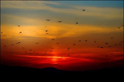 À quelle voix la phrase ci-dessous est-elle ?
Les rapaces survolent la montagne.