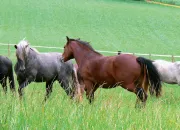 Quiz Galop 4 (entranement besoins alimentaires du cheval)