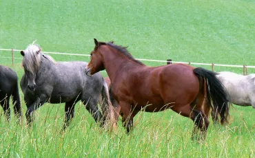 Quiz Chevaux