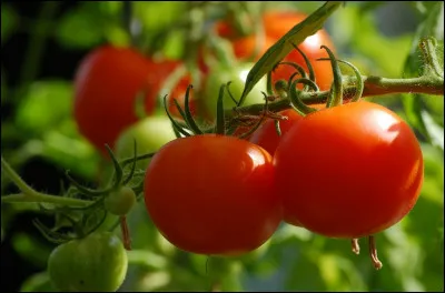 Est-ce un fruit ou un légume ?