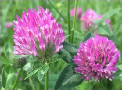 Comment appelle-t-on cette simple plante dont les feuilles et les pétales peuvent être consommés ?