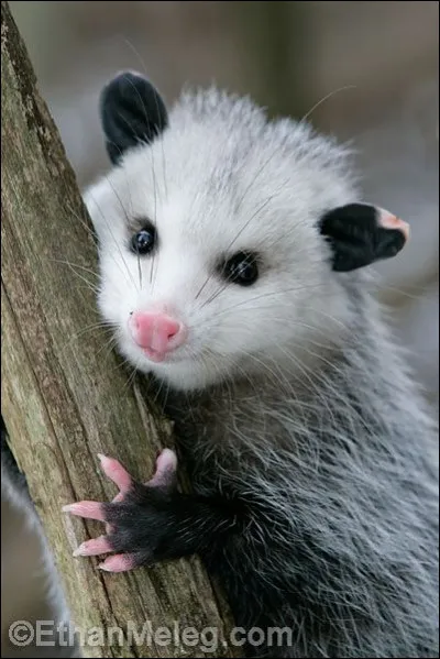 Quel est cet animal ?