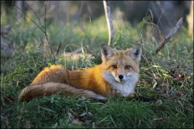 Le renard roux - Vers quel âge un jeune renard devient-il indépendant ?