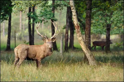 Le cerf élaphe - Comment appelle-t-on certaines ramifications des bois du cerf élaphe ?