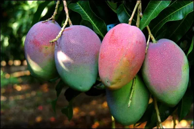 Comment dit-on l'arbre de ce fruit sur l'île ?