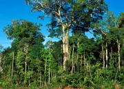 Quiz Saurez-vous reconnatre ces arbres ?