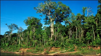 Quel est cet arbre ?