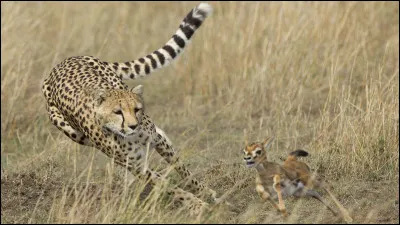 Le guépard peut courir jusqu'à...