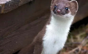 Quiz Animaux