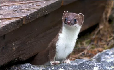 Quel est cet animal ?