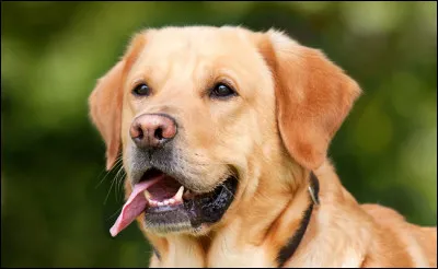 Quelle est la race de ce chien ?