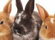 Test Quelle photo de lapin es-tu ?