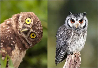 Les chouettes - Quelle est la plus grande chouette du monde ?