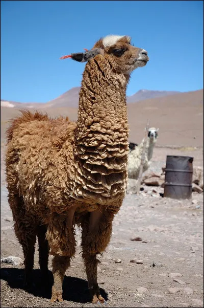 Voici un lama ! À quelle famille appartient-il ?