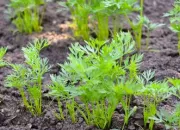 Quiz Quel est ce lgume dans le jardin ?