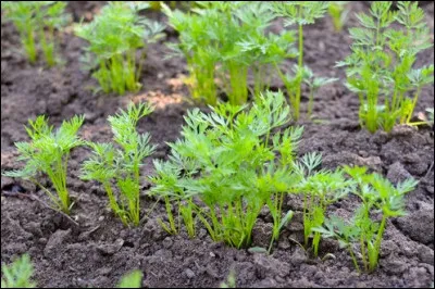 Ce légume se mange aussi bien en entrée qu'en accompagnement de plat principal. 
Que suis-je ?