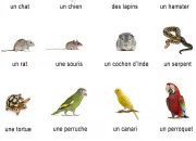 Test Quel animal de compagnie te correspond ?