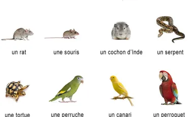 Quiz Animaux