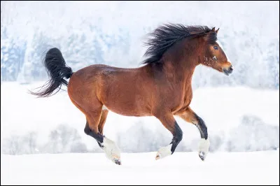 Quel sport pratique-t-on avec un animal ?