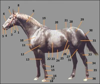 Comment s'appelle le numéro 16 sur ce cheval ?