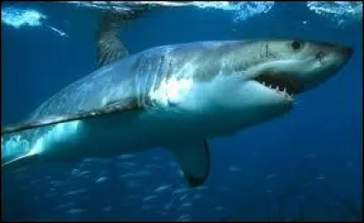 Comment dit-on "requin" ?