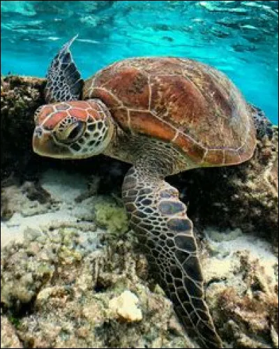 Les tortues ont-elles un bec, une bouche, une trompe ou une gueule ?