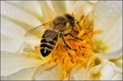 Quel groupe de musique français fait chanter les abeilles ?