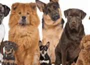 Test Quel type de chien es-tu ?