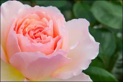 De quelle nationalité est l'auteur du roman à succès "Le nom de la rose" ?