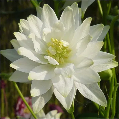 Quel nom de fleur est du genre féminin ?