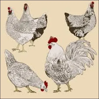 Si je dis "poule" ?