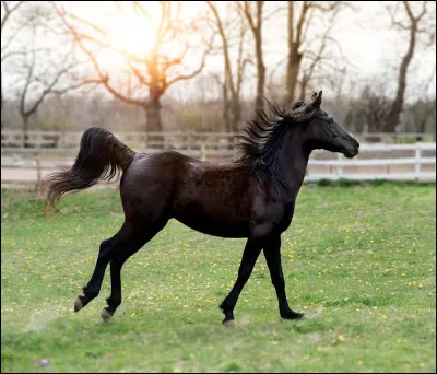 Comment procéder pour partir au galop sur le pied gauche ?