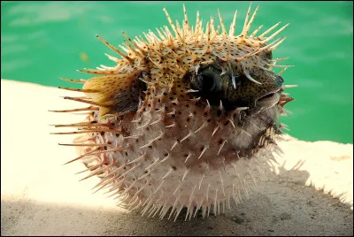 "Poisson-hérisson" ou "poisson porc-épic", ce poisson des mers chaudes a le corps recouvert de piquants assez longs et acérés et il se gonfle comme un ballon en cas de danger.