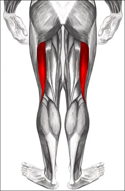 Parmi les propositions suivantes concernant le muscle biceps fémoral, laquelle est correcte ?