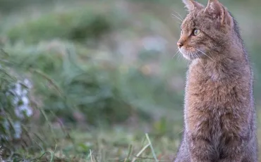 Quiz Animaux