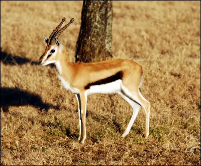 Gazelle : qui chantait "Viens ma belle, viens ma gazelle, le lion est mort..."