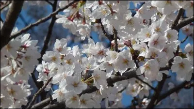 Que veut dire "sakura" ?