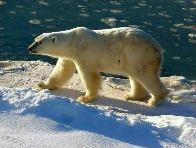 Sous quel autre nom appelle-t-on aussi l'ours blanc ?