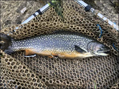 Quel est ce poisson ?