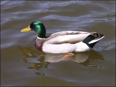 Donald Duck me fait apparaître plusieurs fois. Qui suis-je ?